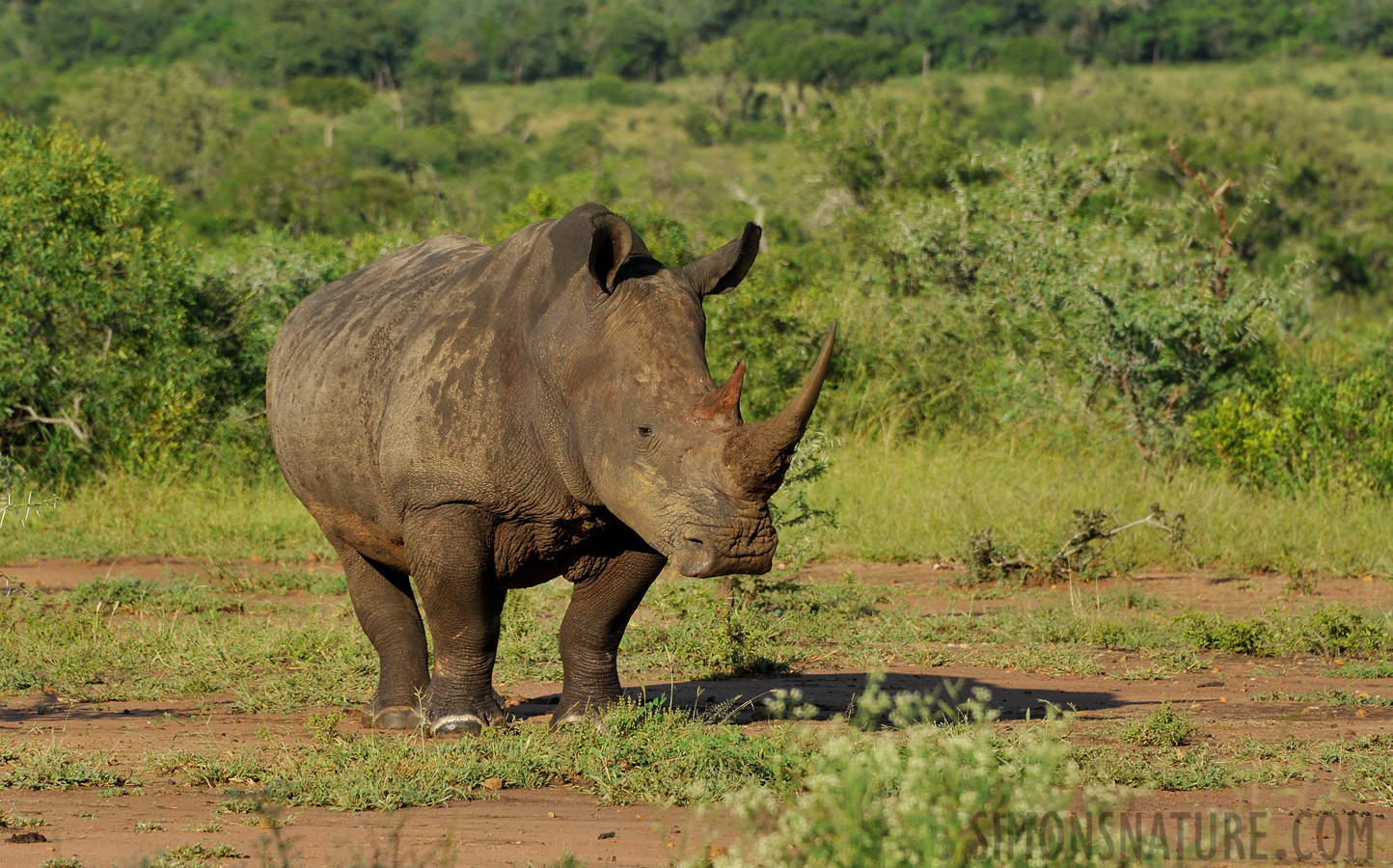 Ceratotherium simum simum [300 mm, 1/1000 sec at f / 10, ISO 1000]